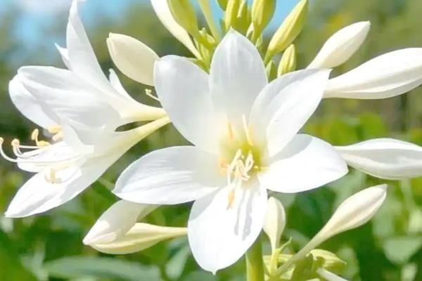 玉簪花有毒吗,玉簪花有毒