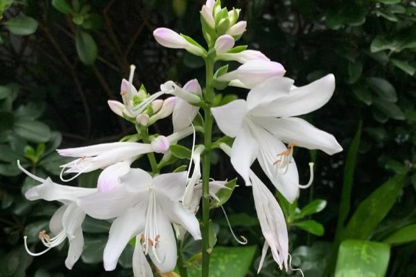 玉簪花有毒吗,玉簪花有毒