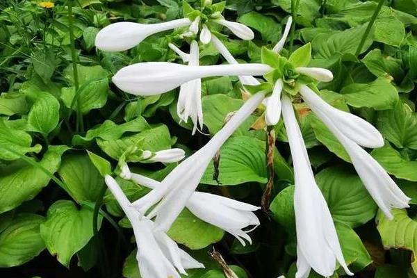 玉簪花有毒吗,玉簪花有毒