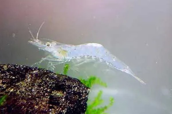 秀丽白虾的除藻效果，除藻效率高对多种藻类有效果