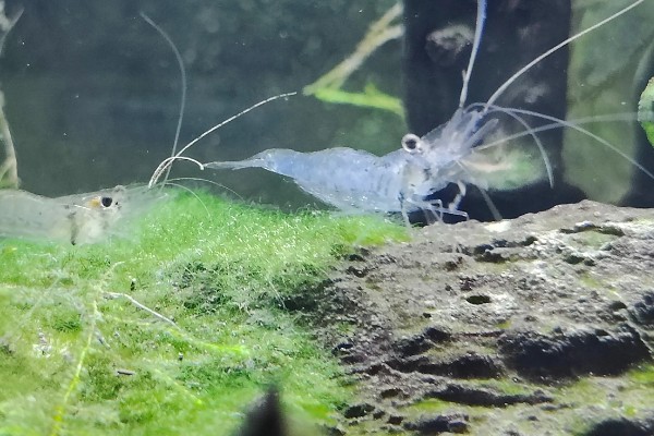 秀丽白虾的除藻效果，除藻效率高对多种藻类有效果