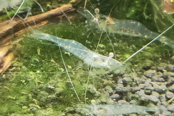 秀丽白虾的除藻效果，除藻效率高对多种藻类有效果