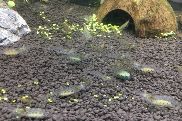 秀丽白虾的除藻效果，除藻效率高对多种藻类有效果