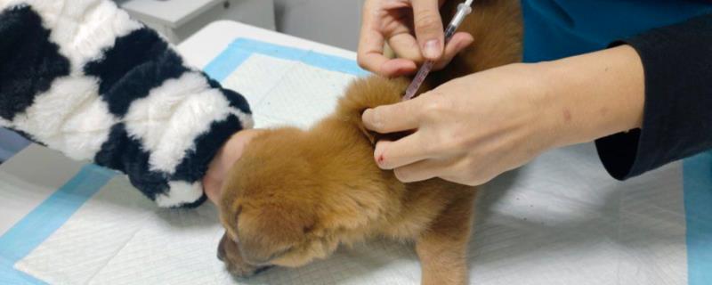 宠物疫苗多久打一次，猫主要是妙三多和猫三联