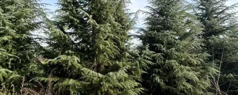 雪松是被子还是裸子植物，雪松是裸子植物