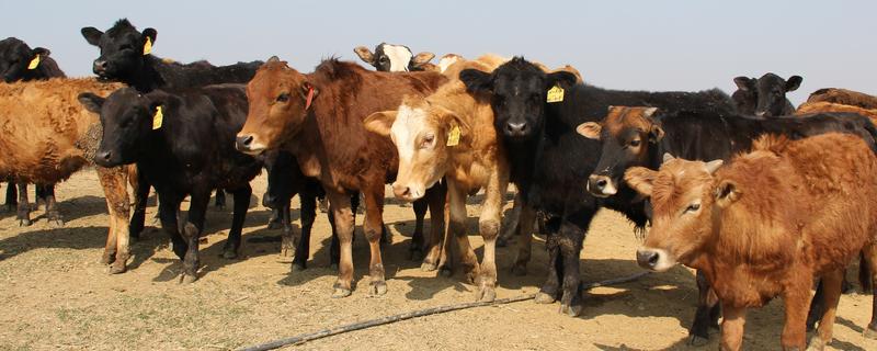 肉牛如何高效养殖，牛生长适宜温度为10－25℃