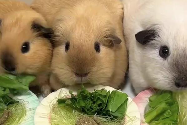 荷兰猪什么时候才能繁殖，3月龄过后即可交配