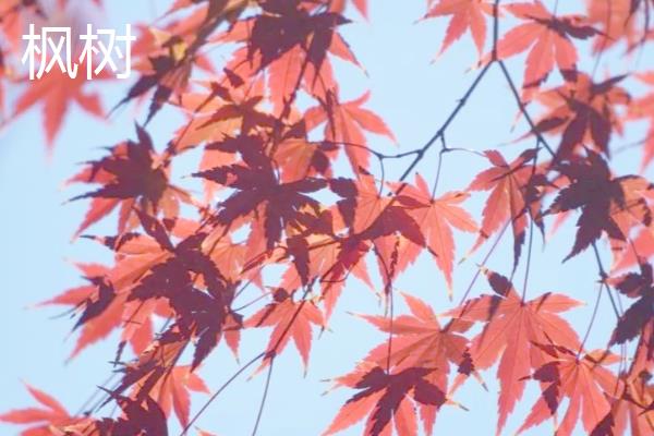 梧桐和枫树的区别，前者是梧桐属、后者是槭树属
