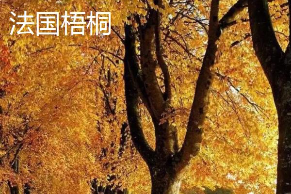 梧桐和枫树的区别，前者是梧桐属、后者是槭树属
