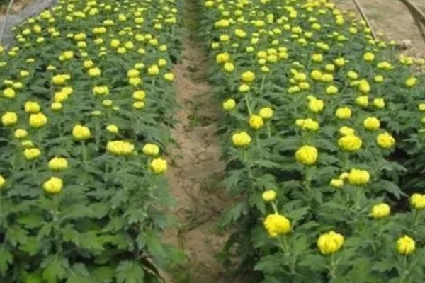 菊花是不是多年生植物，是多年生草本植物