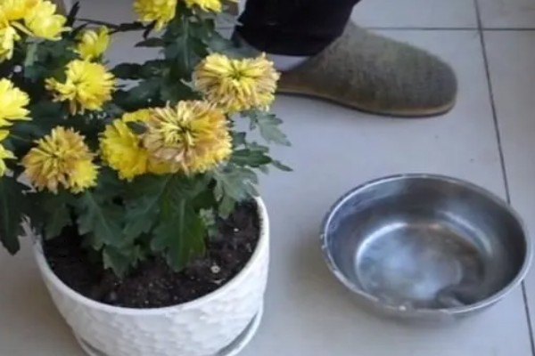 菊花是不是多年生植物，是多年生草本植物