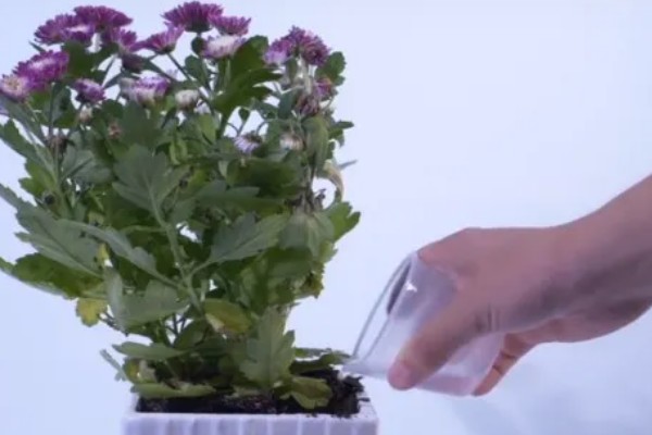 菊花是不是多年生植物，是多年生草本植物