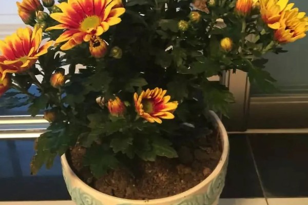 菊花是不是多年生植物，是多年生草本植物