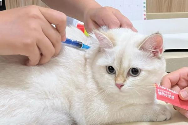 犬猫胸腔积水怎么治疗,使用以下药物具有疗效