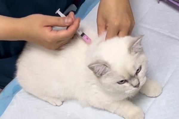 犬猫胸腔积水怎么治疗,使用以下药物具有疗效
