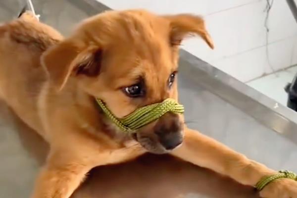 犬猫胸腔积水怎么治疗,使用以下药物具有疗效