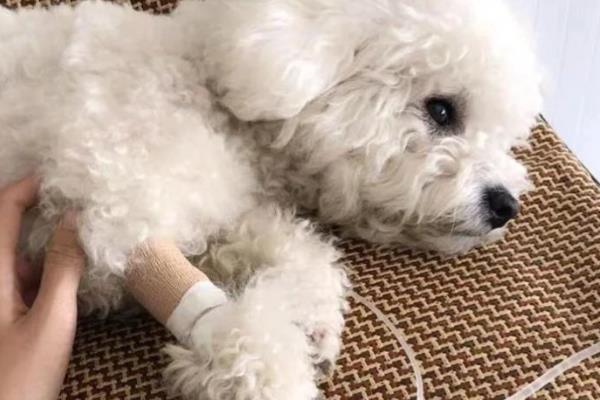 犬猫胸腔积水怎么治疗,使用以下药物具有疗效