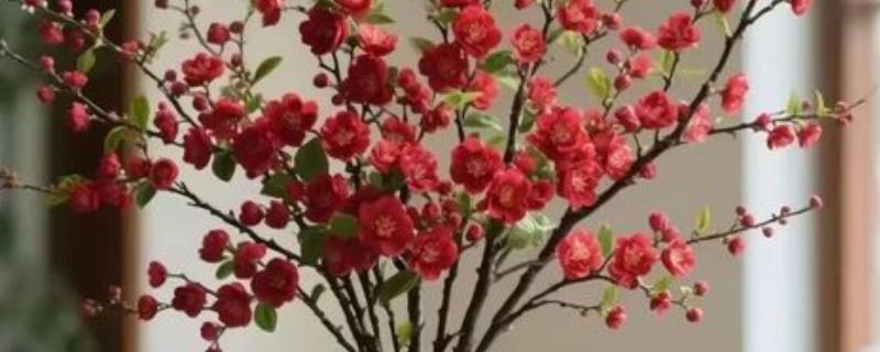 水梅花怎么水培，每隔2-3天换一次水