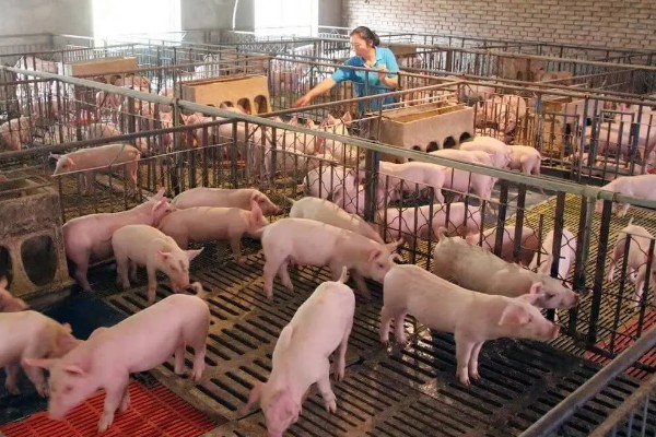 养猪可以挣钱吗,合理养殖是能挣钱的