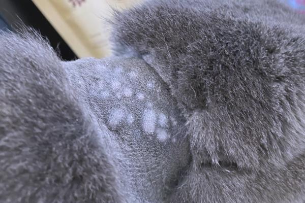 猫咪异位性皮炎的治疗方法，减少或防止接触过敏原最有效