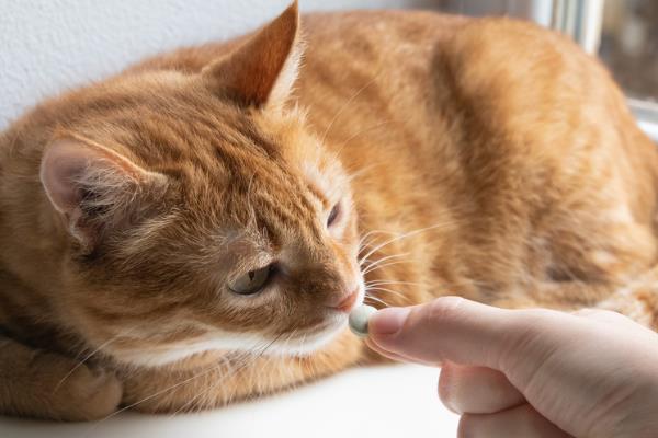 猫咪异位性皮炎的治疗方法，减少或防止接触过敏原最有效