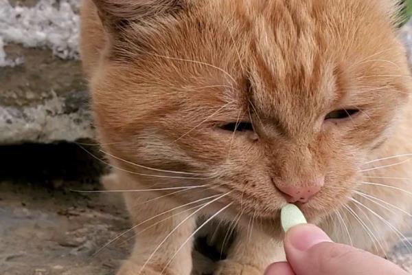 猫咪异位性皮炎的治疗方法，减少或防止接触过敏原最有效