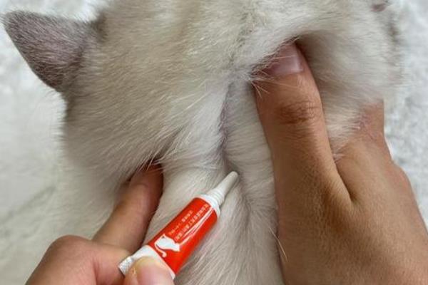 猫咪异位性皮炎的治疗方法，减少或防止接触过敏原最有效