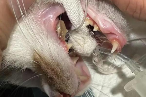 猫咪异位性皮炎的治疗方法，减少或防止接触过敏原最有效