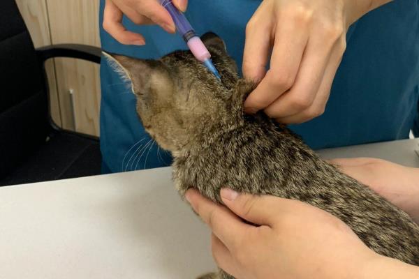 猫咪异位性皮炎的治疗方法，减少或防止接触过敏原最有效