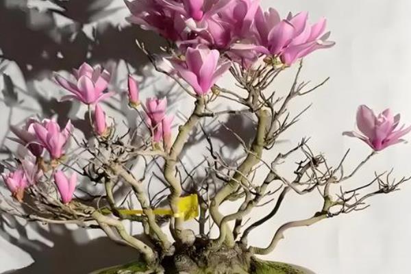 黄玉兰的养殖方法,生长期每隔半个月追施一次有机肥