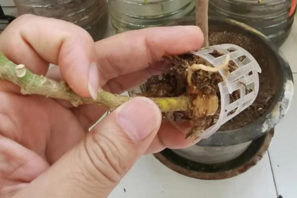 白兰花如何繁殖,可播种或扦插繁殖