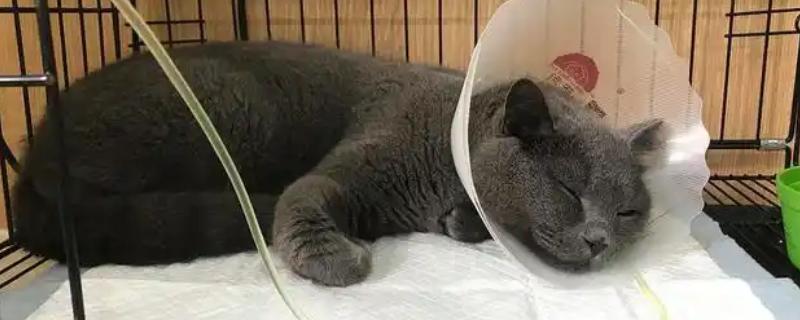 猫咪肠胃炎怎么治疗，有呕吐症状可以饲喂普西丁
