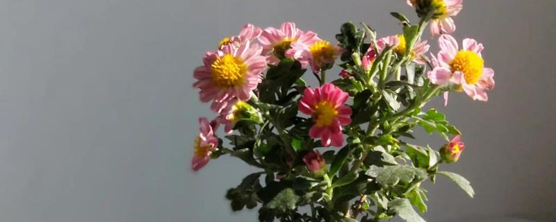 盆栽菊花如何养殖，每天接受4小时左右的光照