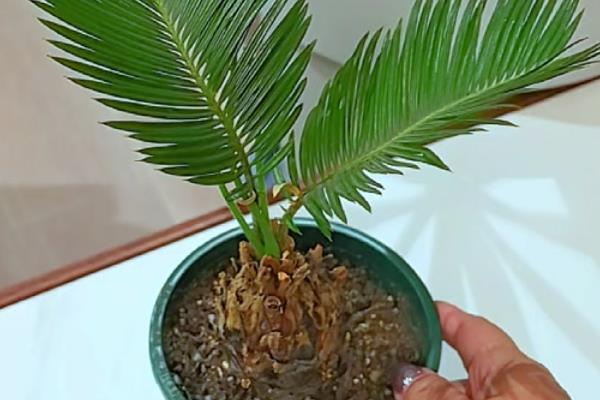 铁树的简介,是苏铁科、苏铁属常绿乔木
