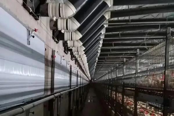 没有灯如何给小鸡保温，可以烧煤炉或烟道供暖