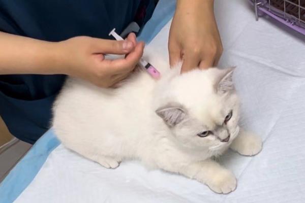 宠物疫苗多久打一次,猫主要是妙三多和猫三联