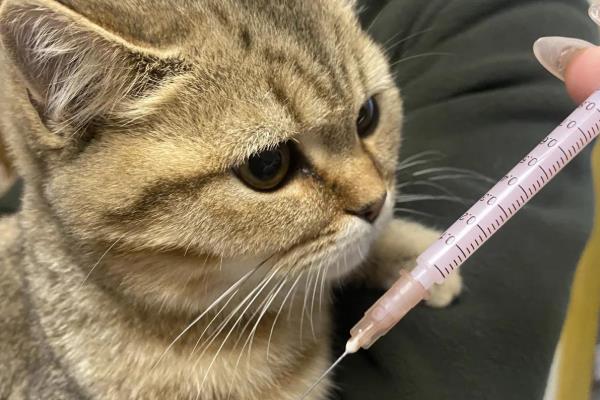 宠物疫苗多久打一次,猫主要是妙三多和猫三联