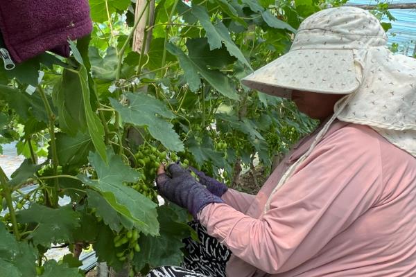 葡萄裂果如何补救,需补充钙肥