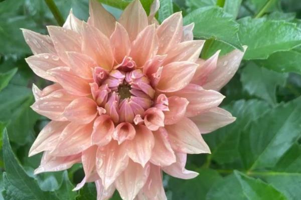 秋天开放的花朵，常见木槿、美人蕉等品种