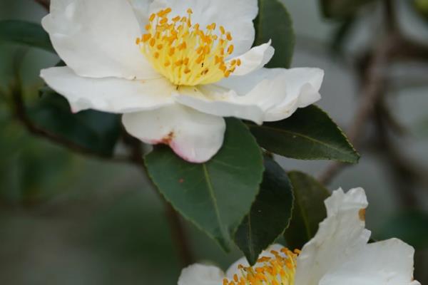 秋天开放的花朵，常见木槿、美人蕉等品种