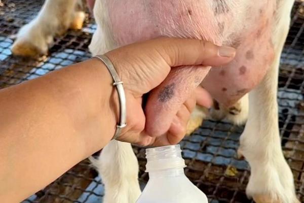 母羊的催乳方法,按以下方式饲喂能起到催乳效果