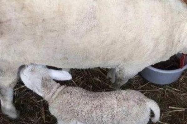 母羊的催乳方法,按以下方式饲喂能起到催乳效果