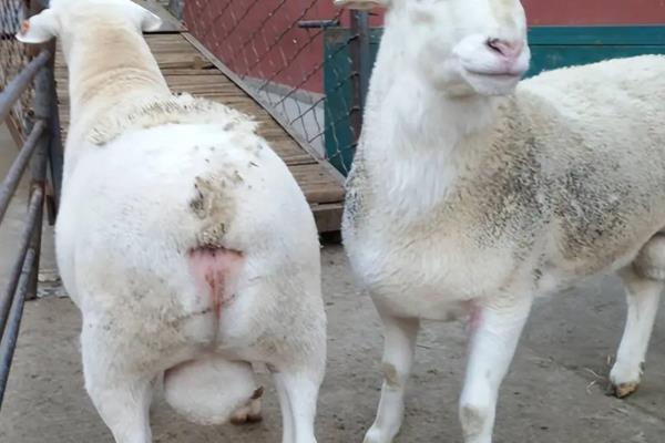母羊的催乳方法,按以下方式饲喂能起到催乳效果