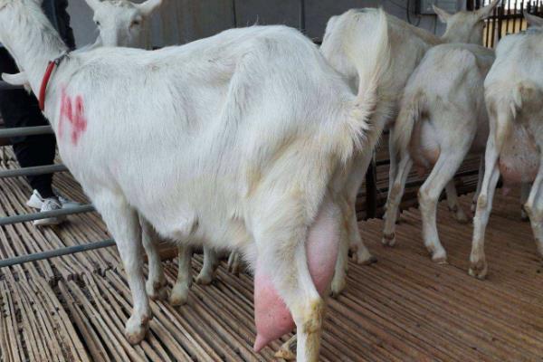 母羊的催乳方法,按以下方式饲喂能起到催乳效果