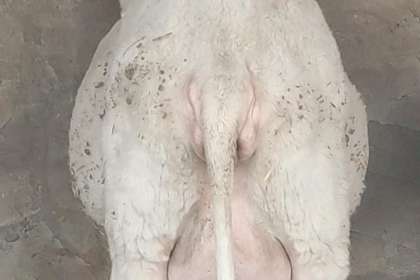 母羊的催乳方法,按以下方式饲喂能起到催乳效果