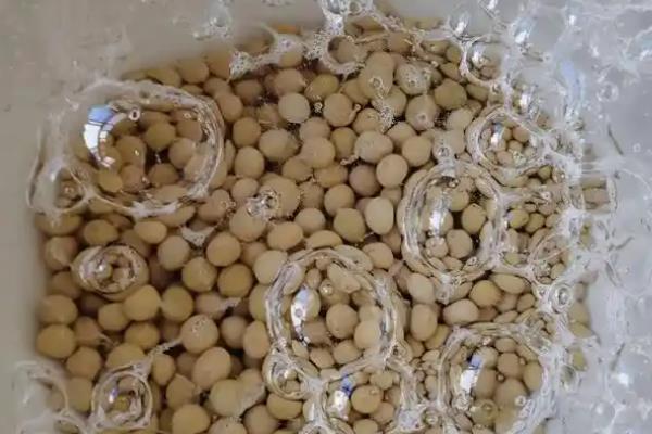 怎么发豆芽,水温尽可能控制在二十五度左右