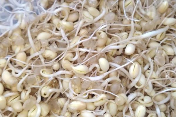 怎么发豆芽,水温尽可能控制在二十五度左右