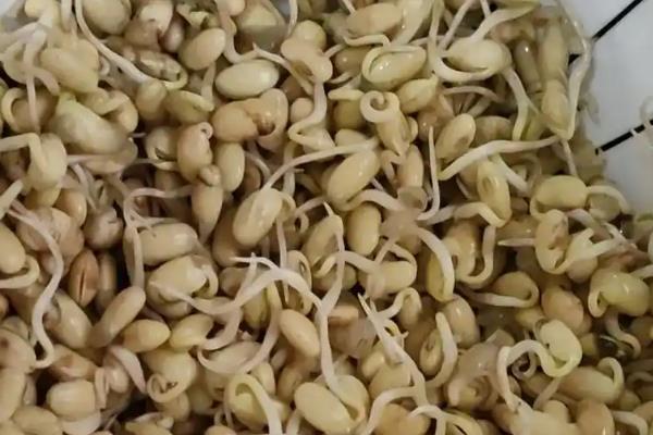 怎么发豆芽,水温尽可能控制在二十五度左右