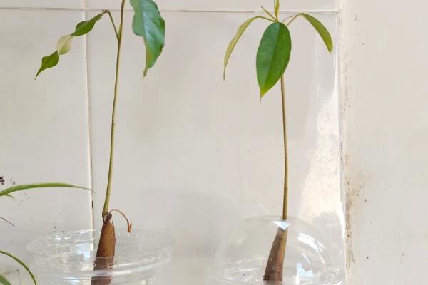 榴莲核的种植方法,浸泡至表面涨破、露出内核后再播种