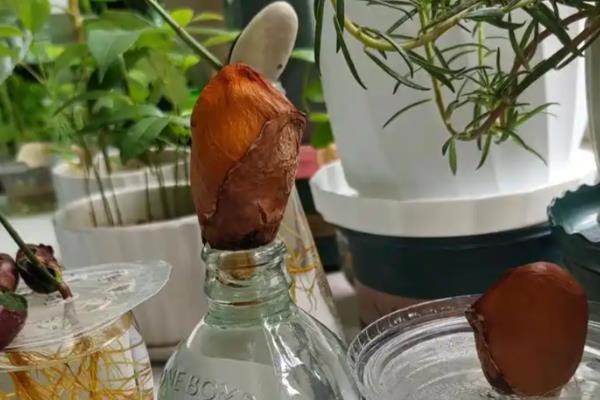 榴莲核的种植方法,浸泡至表面涨破、露出内核后再播种